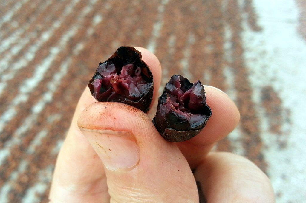 Raw Chocolate Covered Jungle Heirloom Cacao Beans