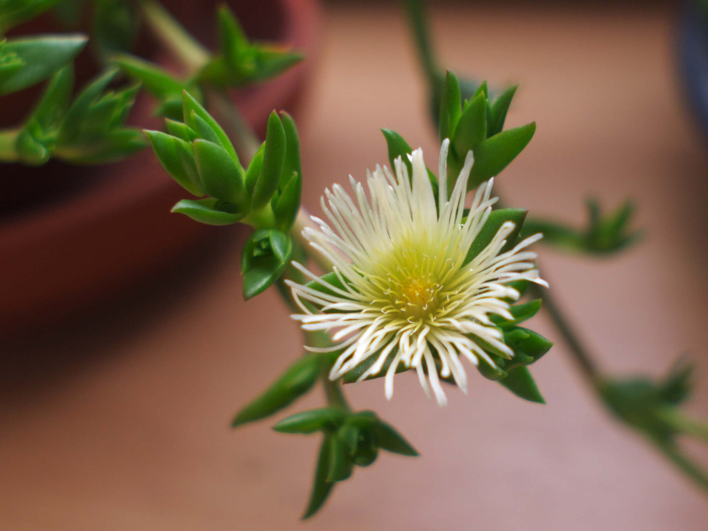 South African Fermented Kanna Tincture- Spagyric