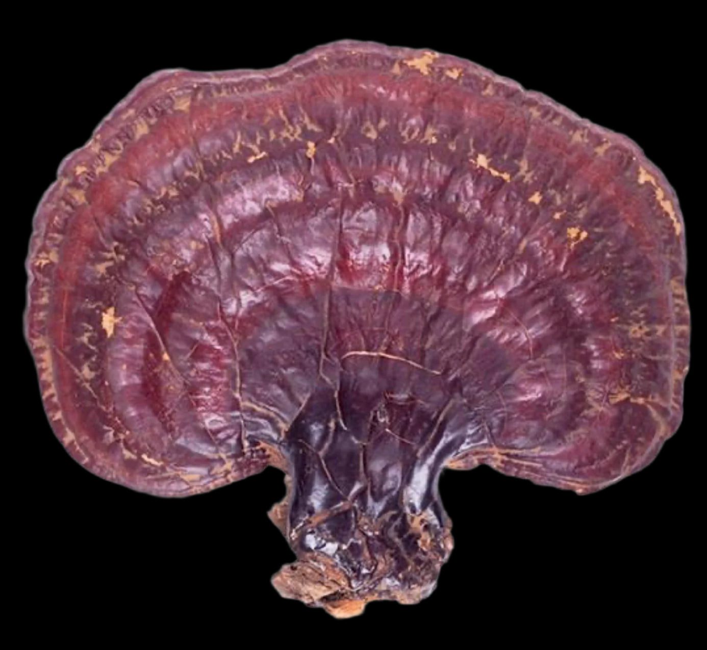 Wild Siberian Dried Reishi Whole