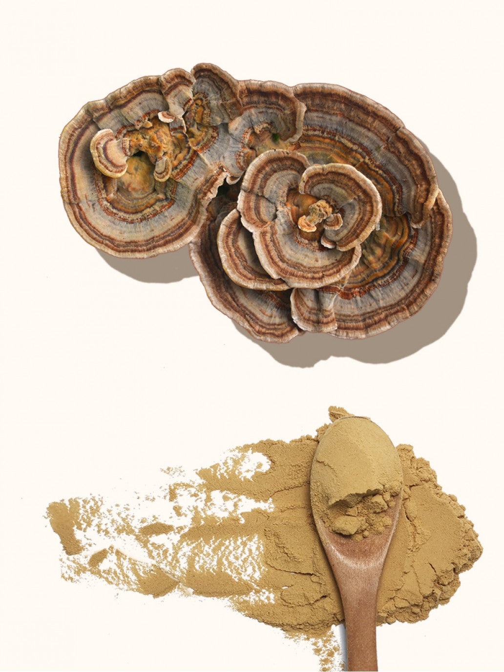 Organic Turkey Tail 30% Beta Glucans, Fruiting Body