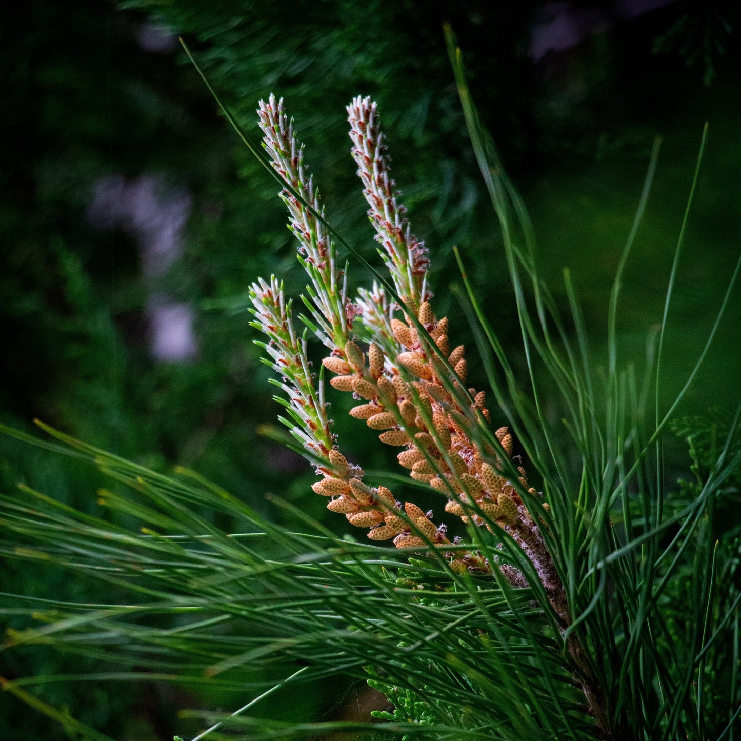 Pine Pollen Extract 10:1, 95% Cracked Cell