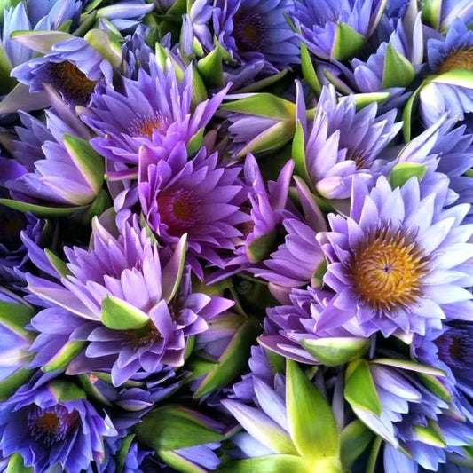 Wild Crafted Blue Lotus Resin