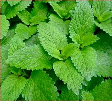 Wild Crafted Lemon Balm Resin