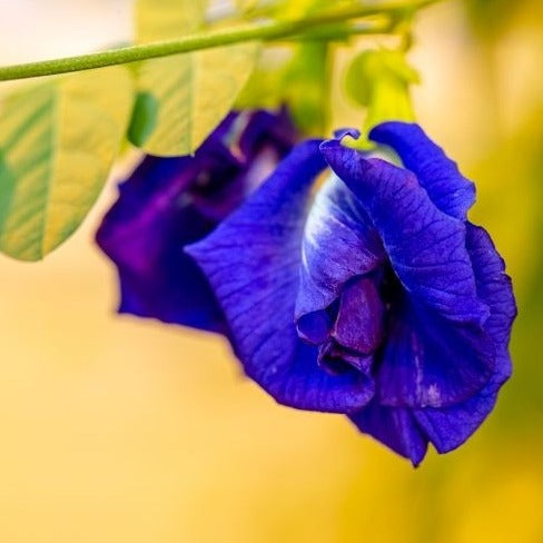 Wild Crafted Butterfly Pea Extract 10:1