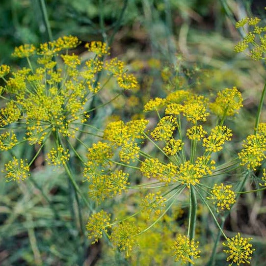 Organic Fennel Extract 10:1