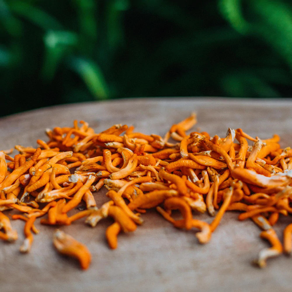 Wild Crafted Dried Cordyceps, Whole Fruiting Body