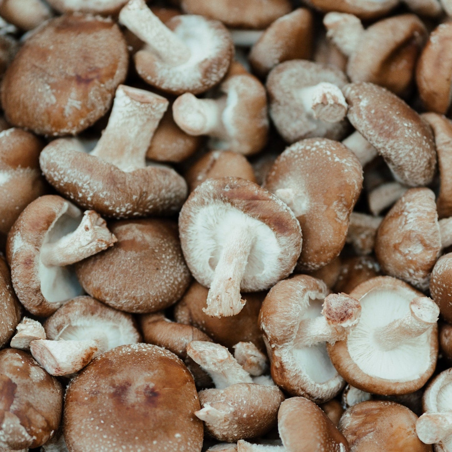 Organic Shiitake 30% Beta Glucans, Fruiting Body