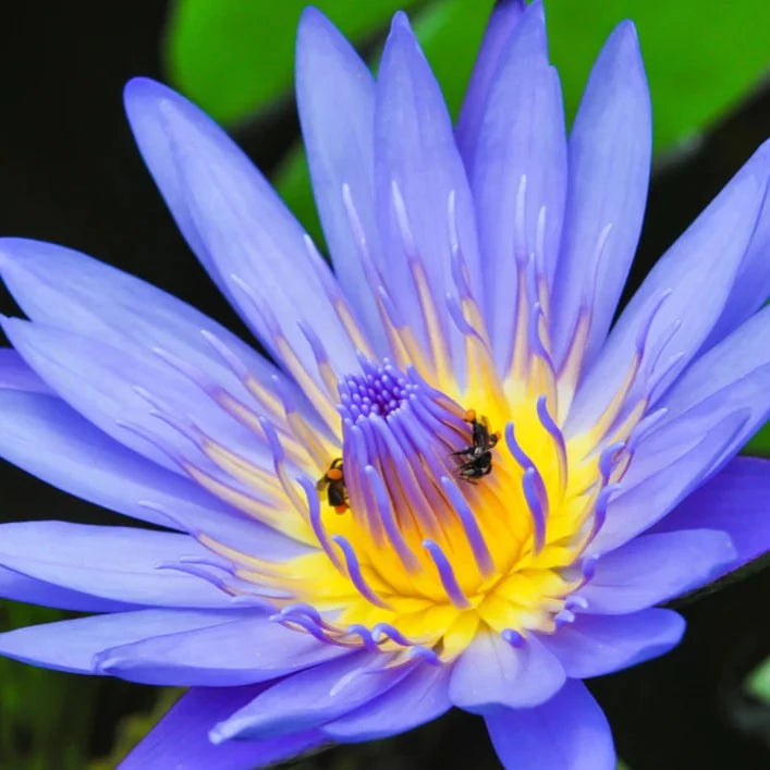 Wild Crafted Blue Lotus Pollen Powder