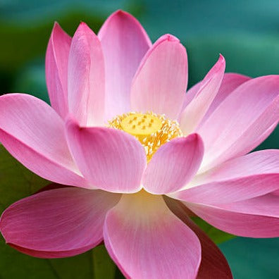 Wild Crafted Pink Lotus Resin
