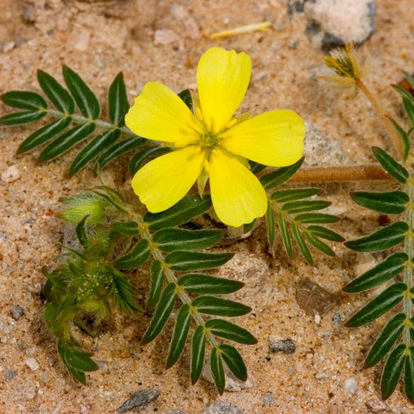 Wild Crafted Tribulus (Puncture Vine) Resin