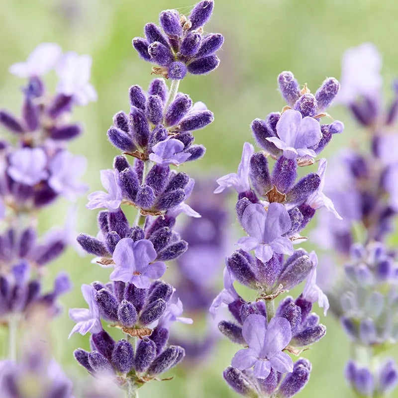 Organic Lavender Extract 50:1