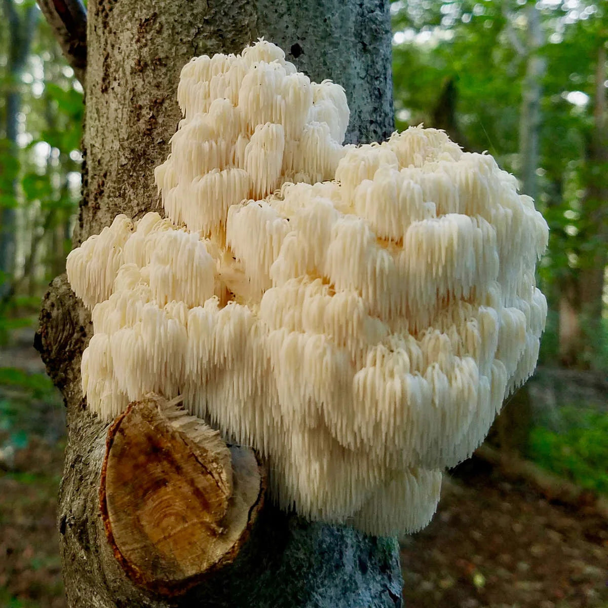 Organic Lion's Mane Mushroom 30% Beta Glucans, Fruiting Body